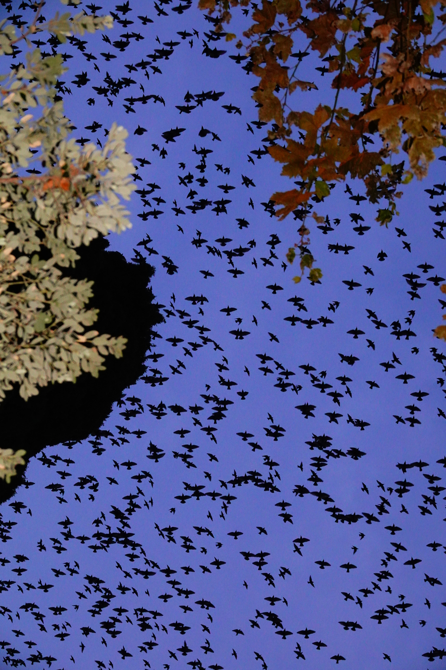 Une multitude d'oiseaux dans le ciel