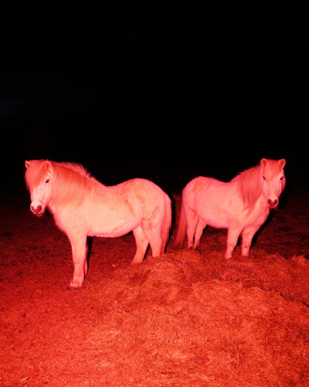 Deux poneys éclairés par une lumière rouge par le photographe Sasha Elage
