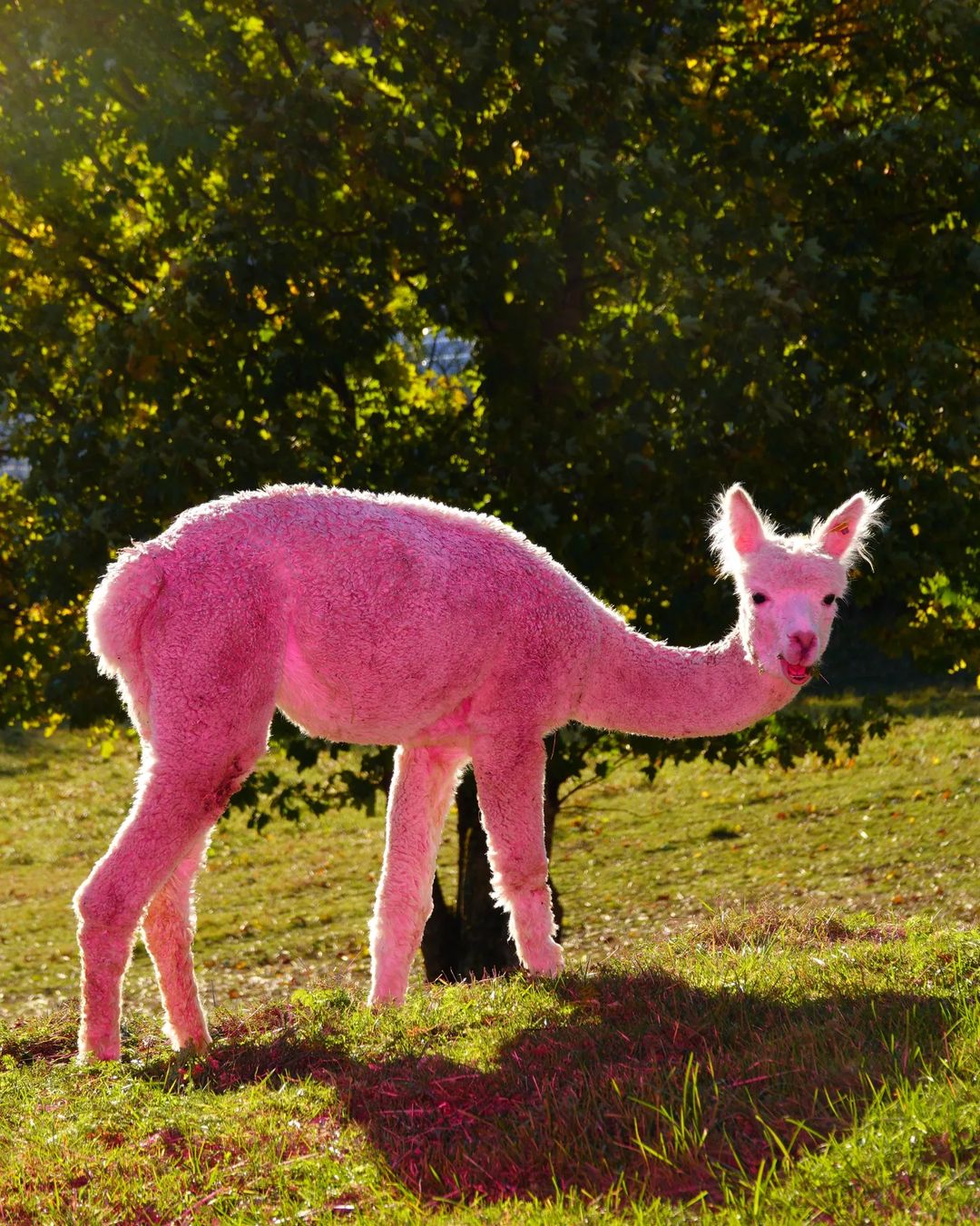Un lama rose dans une clairière 