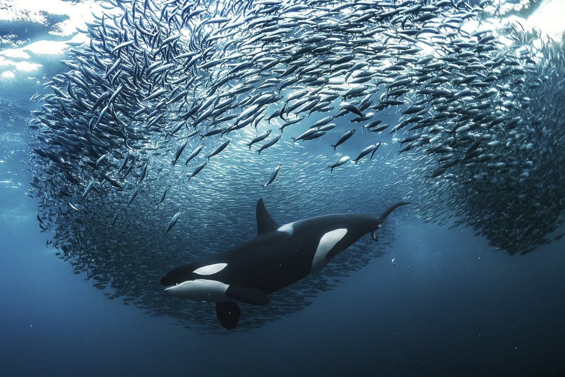 photographie d'un orque avec un banc de poisson