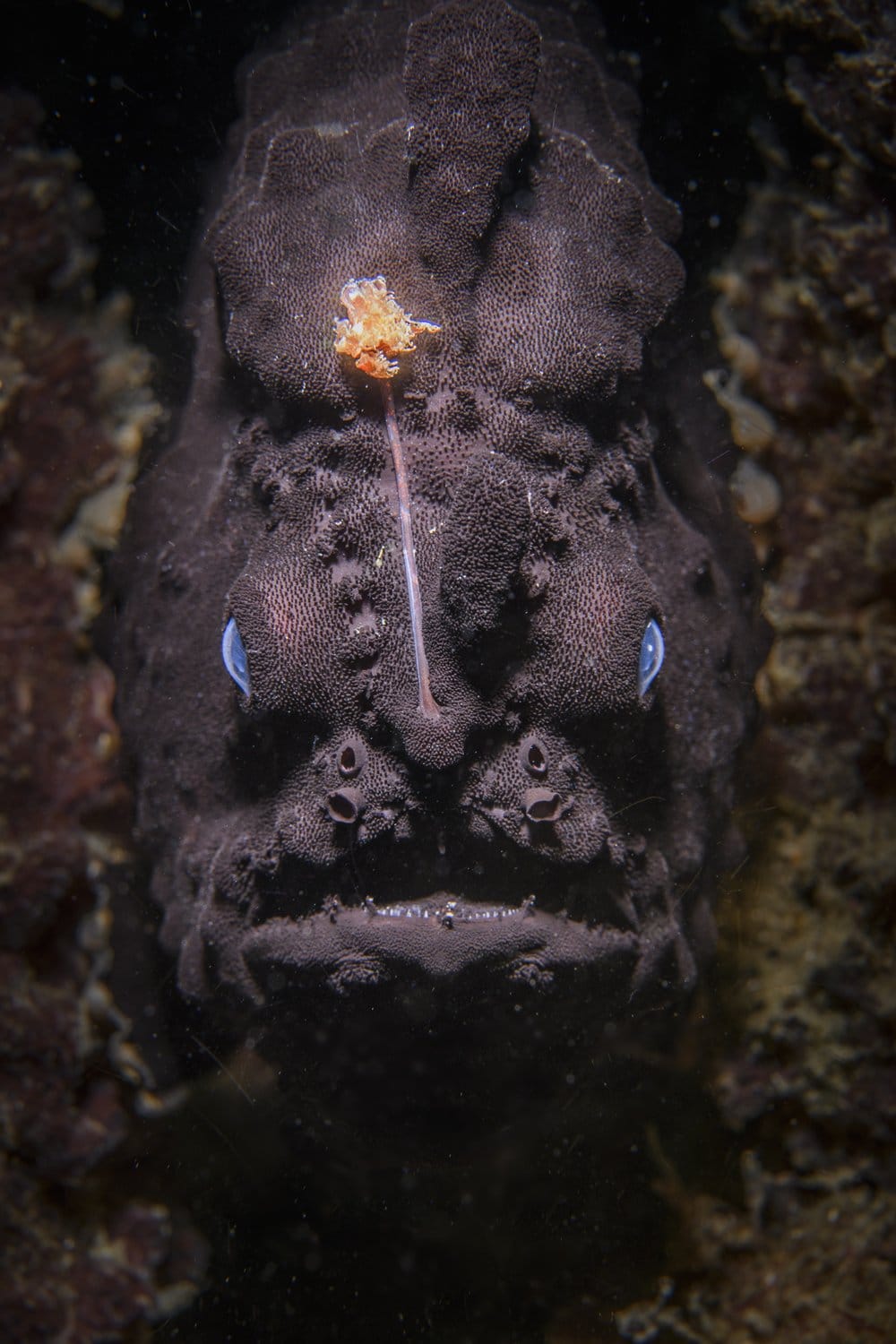 photographie d'un poisson pécheur noir