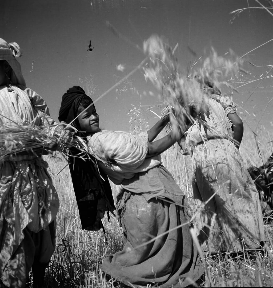 Moissonneuse berbère, Environs de Marrakech, Maroc, 1936, Tirage d’époque
© Denise Bellon / akg-images