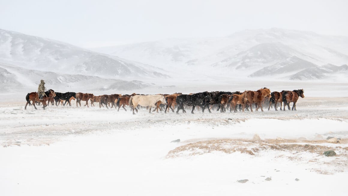 In the Altai Mountains of western Mongolia, a Kazakh horseman guides a herd of horses through the snow toward the valley below, preparing for the coming winter © Claire Thomas