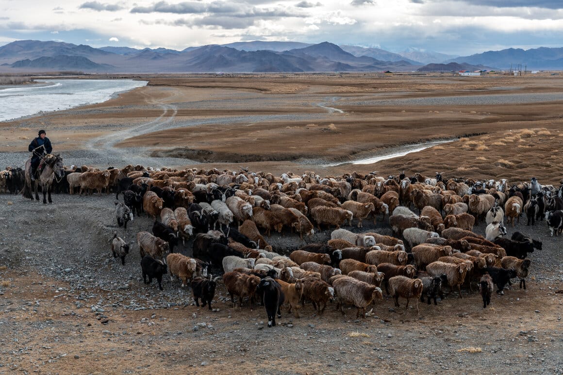 Un éleveur déplace ses moutons et ses chèvres près du sum, ou district, de Sagsai dans les montagnes de l'Altaï.