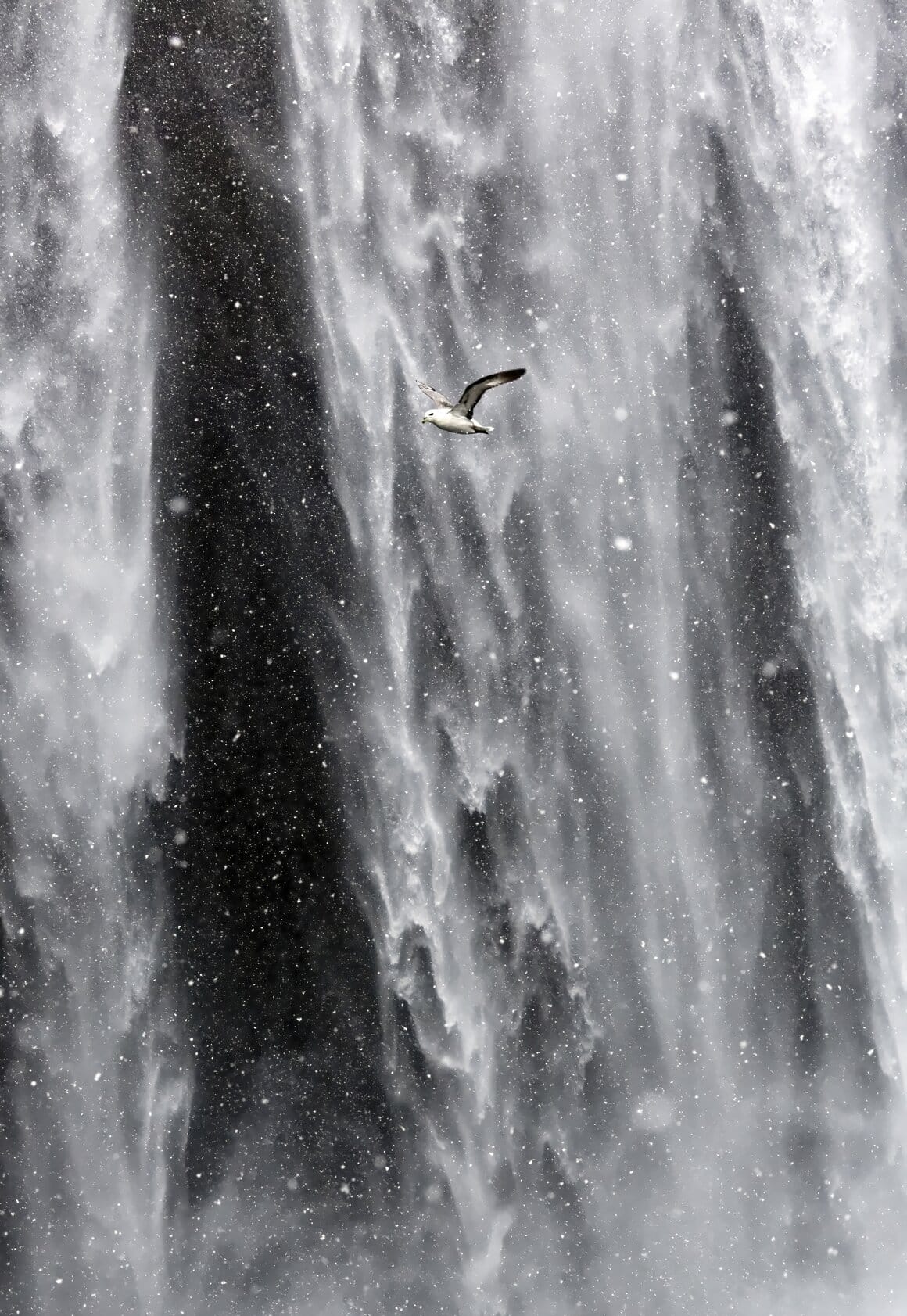 Alors que la neige tombe, un pétrel fulmar (Fulmar glacialis) passe devant la chute de Skógafoss en Islande, haute de plus de 60 m. Au printemps de nombreux pétrels nichent sur les falaises qui entourent la chute. Avril 2014.