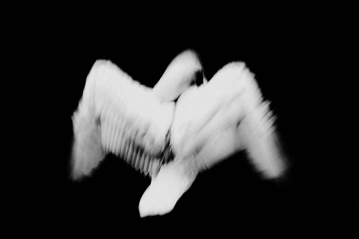 photo noir et blanc cygnes flous sur eau noire