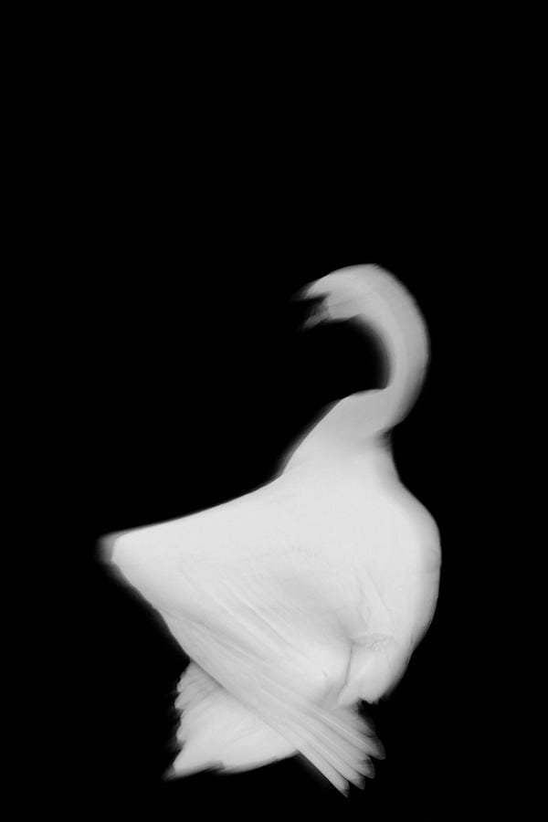 photo noir et blanc cygnes flous sur eau noire