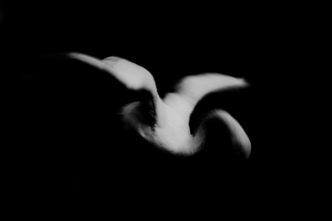 photo noir et blanc cygnes flous sur eau noire