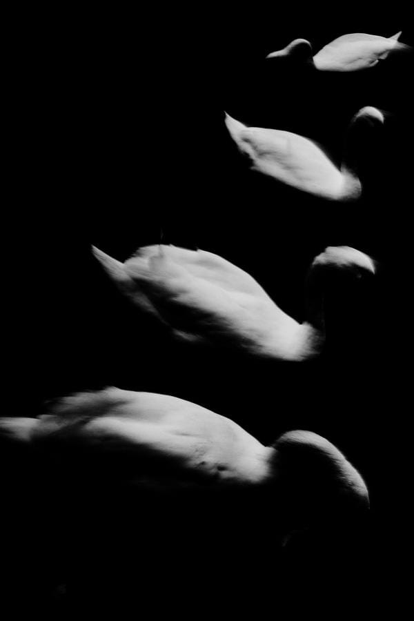photo noir et blanc cygnes flous sur eau noire