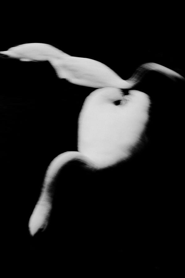 photo noir et blanc cygnes flous sur eau noire