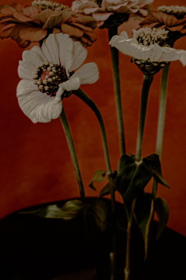 photo de fleurs avec filtres couleurs et flou