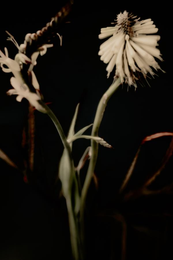photo de fleurs avec filtres couleurs et flou