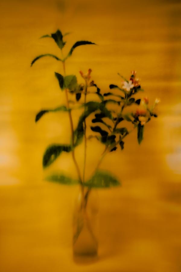 photo de fleurs avec filtres couleurs et flou