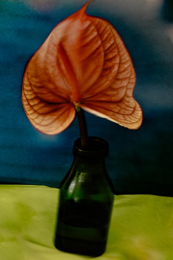 photo de fleurs avec filtres couleurs et flou