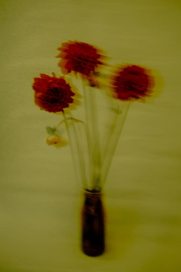 photo de fleurs avec filtres couleurs et flou