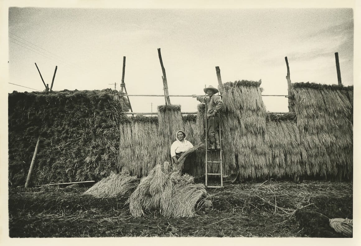 Kazuo Kitai,
Récolte du riz,
série Vers les villages,
département de Niigata,
1973