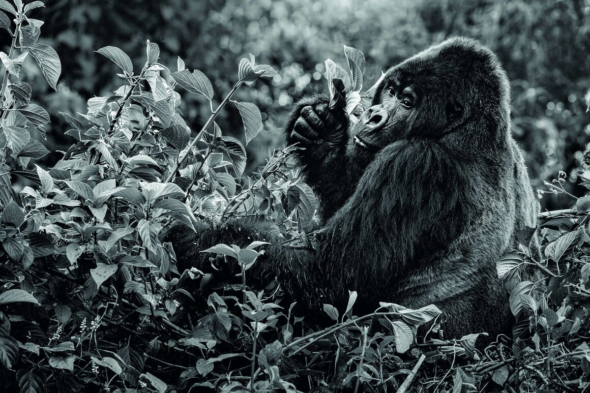 © Paul Nicklen gorille