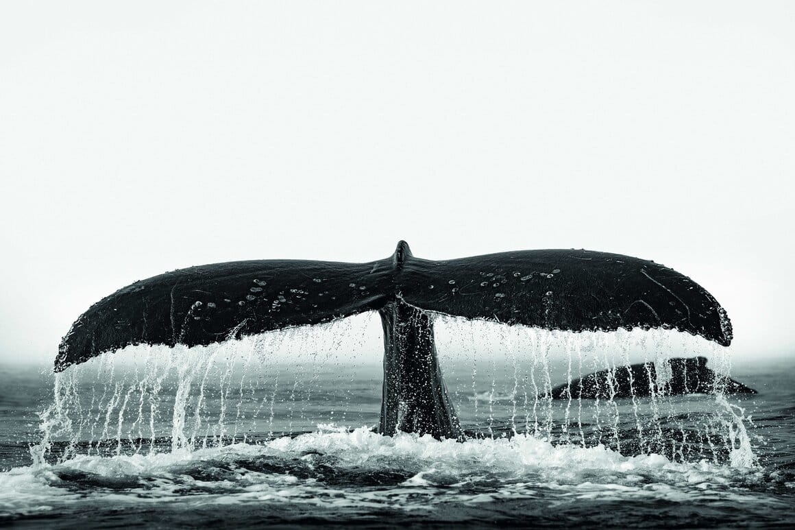 © Paul Nicklen queue de baleine sortant de l'eau