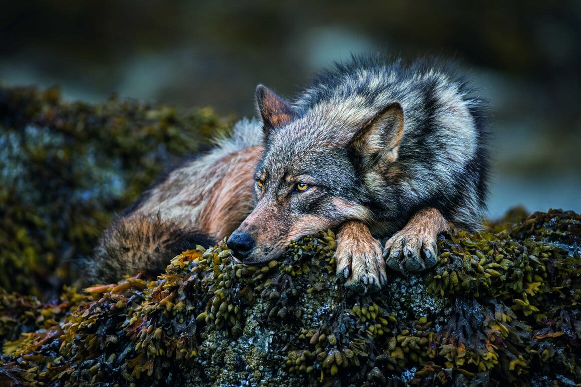 photo de loup pas paul nicklen