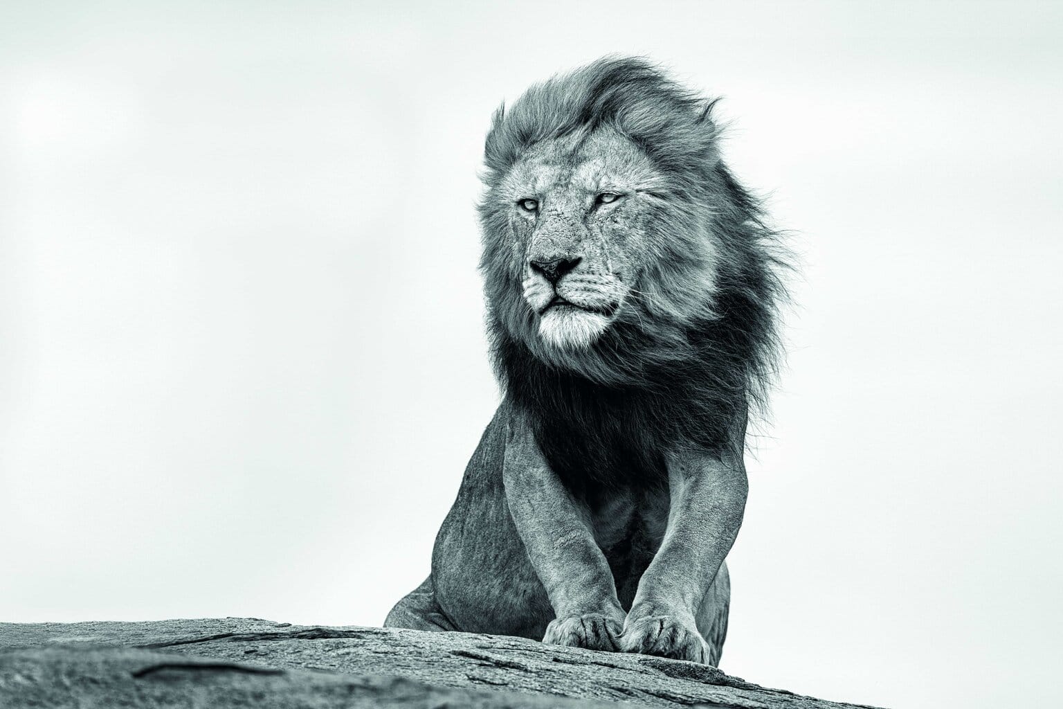 LIVING AMONG GIANTS A male lion perches on a kopje overlooking the Namiri Plains, Tanzania, a region whose name translates to “big cat” in Swahili. © Paul Nicklen